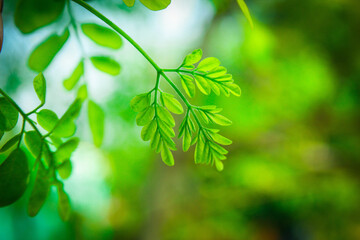Fototapeta premium green leaves background