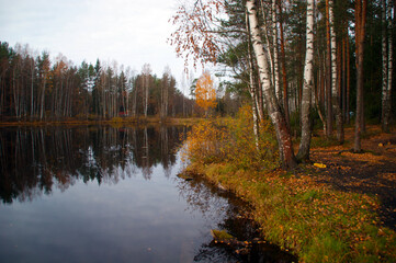 autumn forest in the morning