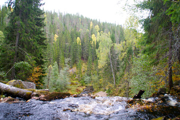pine forest in the morning
