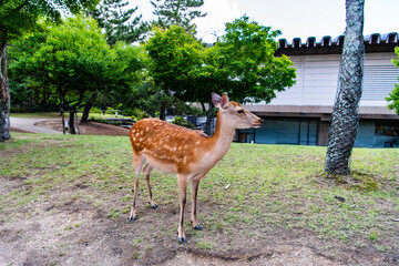 奈良の鹿