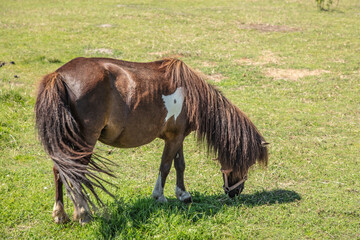 horse in a pasture eats green grass