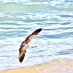 Close up of a Seagull flying over the Atlantic Ocean