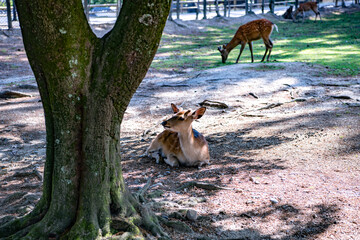 木陰で涼む鹿