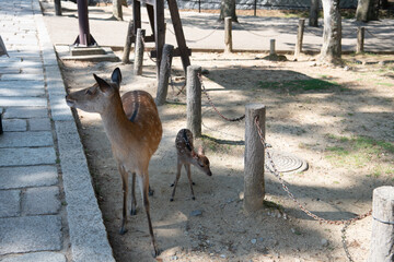 鹿の親子