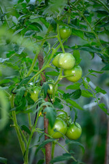 beautiful red and green tomatoes grow on the bushes in the greenhouse