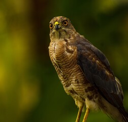 great horned owl