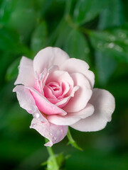 Close up pink of Damask Rose flower with blur background.