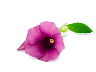 Allamanda or violet trumpet , beautiful yellow flower.