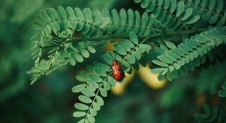 Red bug sitting on fresh green leaves