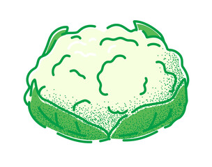 Cauliflower. Vector illustration of a tasty green vegetable in flat and line-art style for print, banner or postcard.