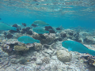 Fototapeta na wymiar Malediven Fische 