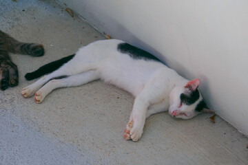 Bicolor cat sleeping on concrete floor