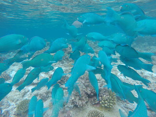 Malediven Fische 