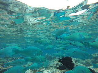 Fototapeta na wymiar Malediven Fische 