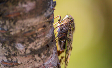 Cricket on the Tree