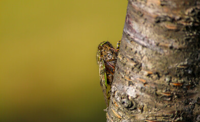 Cricket on the Tree