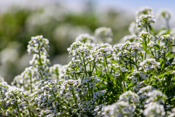 closeup of white flowers