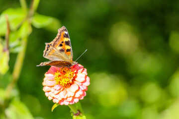 Colorful Butterfly on Pink flower