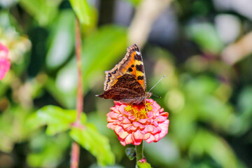 Colorful Butterfly on Pink flower
