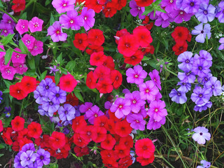 Solid background of multicolored Phlox flowers
