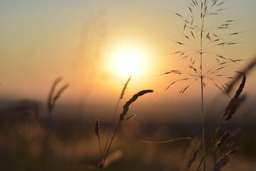 Reed grass closeup at scenic sunset