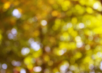 yellow foliage bokeh background