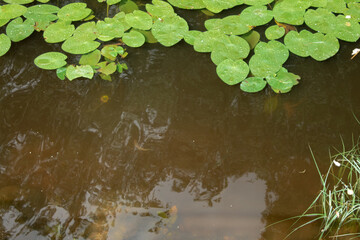 leaves of a water plant on the water surface