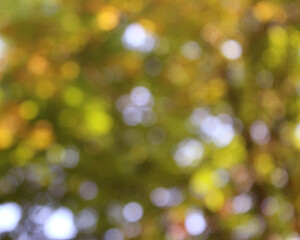 Obraz premium abstract yellow autumn bokeh background