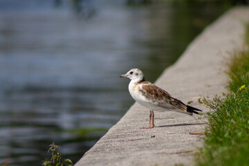 adult grey gull on the parapet near the water