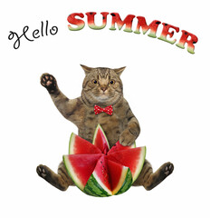The beige cat in a red bow tie is sitting with a watermelon, carved in the shape of a flower. Hello summer. White background. Isolated.