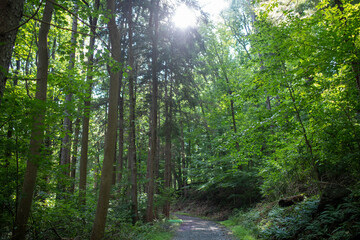 Fototapeta na wymiar Tall green trees surround a woodland path in the center. Full frame tranquil image with sun beaming through the top branches.