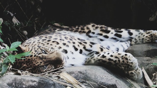 Leopard, At Yokohama Zoo, Takes A Break On A Hot Day.