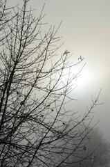 silhouette of a tree in winter