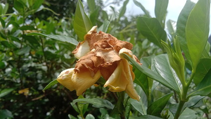 dying and drying gardenia flower