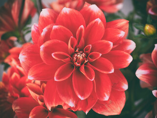 red dahlia flower