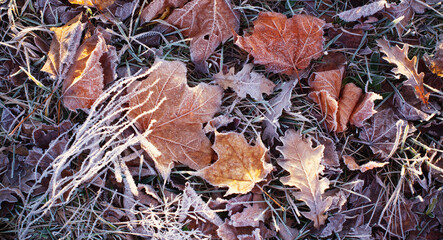background with autumnal  frozen leaves
