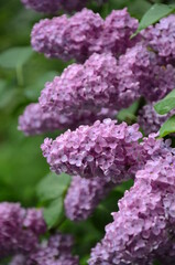 purple lilac flowers