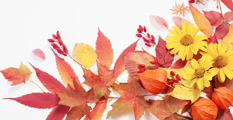 Naklejka na ściany i meble autumn leaves and flowers on white background