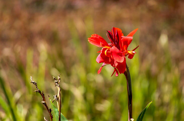 red flowers in the garden 