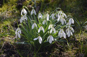 snowdrops in spring