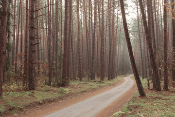 Obraz premium mystic autumnal forest with fog