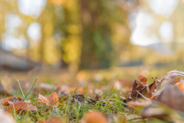 Close grass and leaves in the forest with deep blurr field