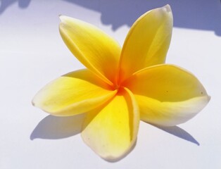 Kemboja, kamboja or semboja is a group of plants in the Plumeria clan. The shape is a small tree with sparse but thick leaves. The flowers are very distinctive fragrant, with a white to purplish red c