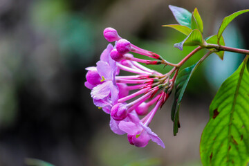 pink and purple flowers