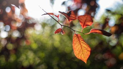 czerwone liście śliwo-wiśni