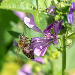 Honey bee sits on a purple soapwort flower against a green background