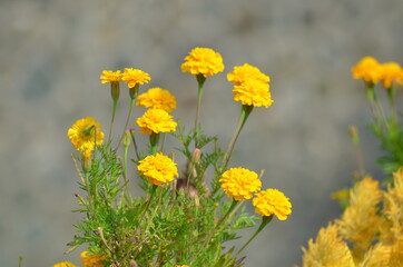 Kwiat © Maksymilian