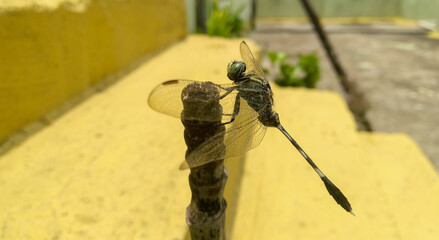 Dragonfly holding wooden branch of tree, closeup of wings, eyes and tail of insect