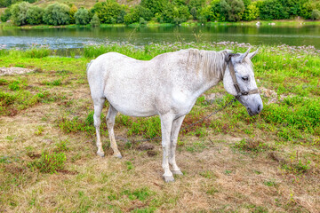 Obraz premium Elegant white mare standing at the riverside . Beautiful white horse 