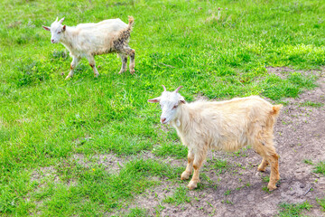 Obraz premium Two goats on the meadow . White domestic animals 
